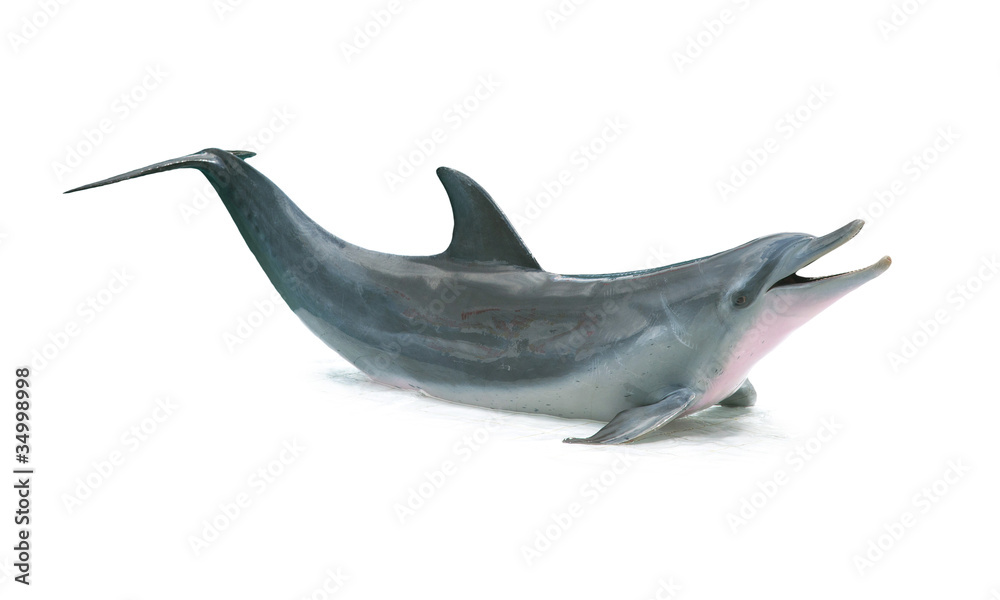 Obraz premium Dolphin isolated on white background