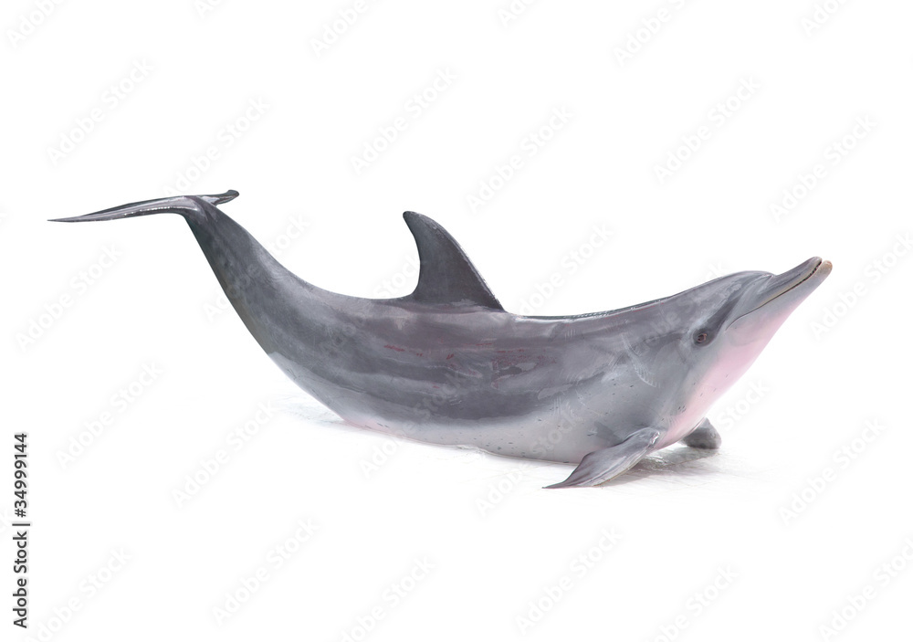 Obraz premium Dolphin isolated on white background