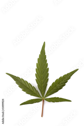 A single green leaf of hemp also known as cannabis or marijuana
