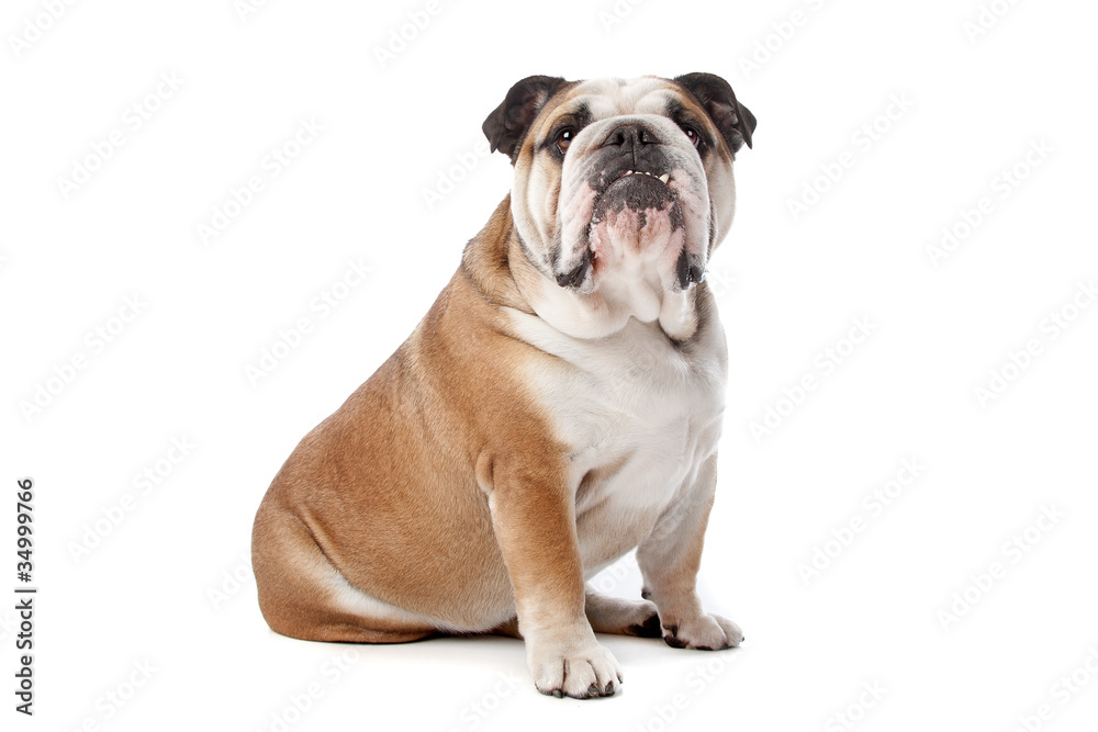 English bulldog