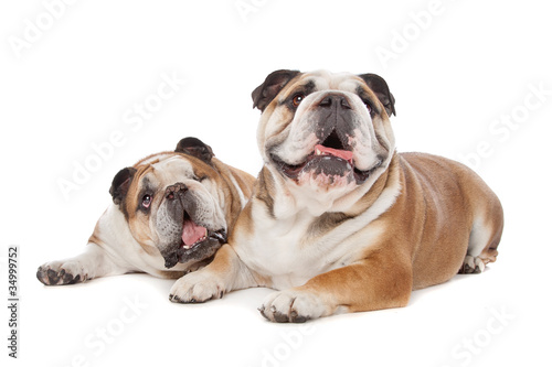 two English bulldogs © Erik Lam