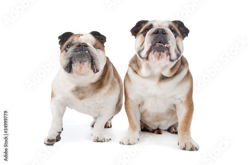 two English bulldogs