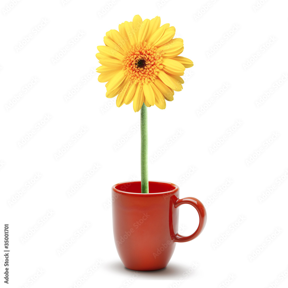 Fotografie yellow daisy flower on red coffee cup