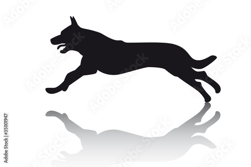 Deutscher Schäferhund