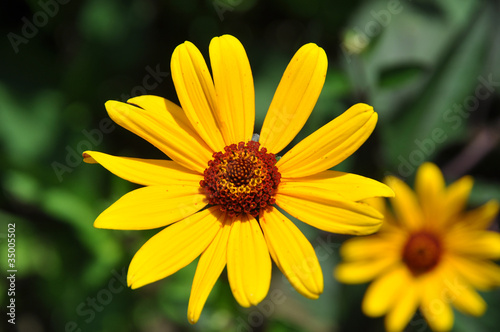 heliopsis helianthoides scabra