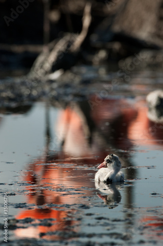 Baby bird of the Caribbean flamingo. photo