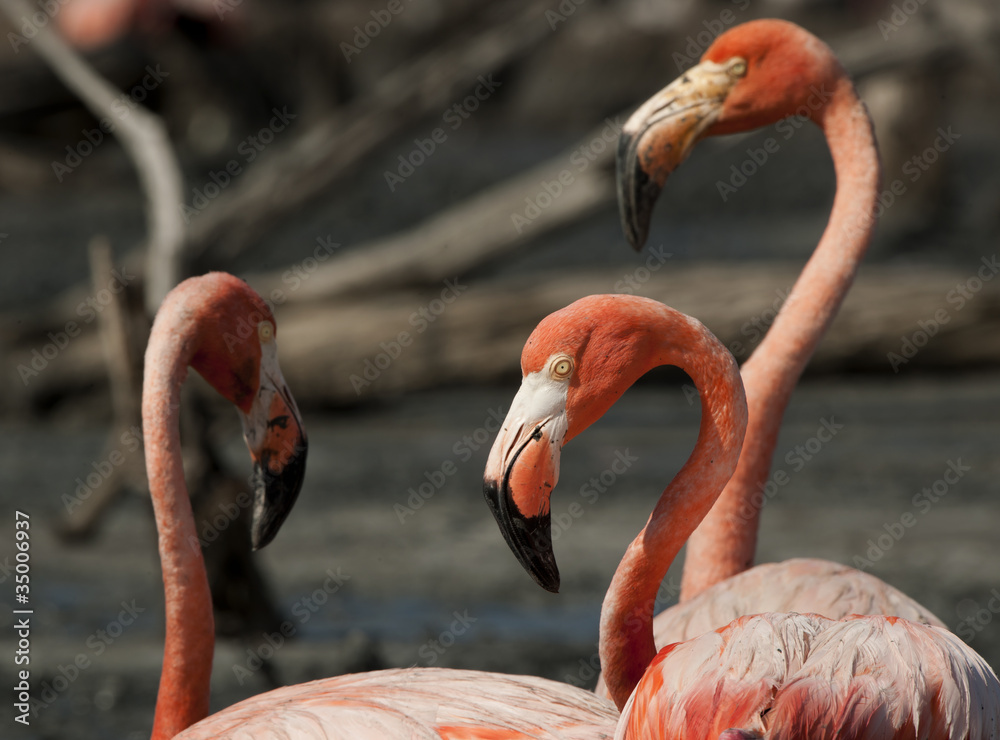Obraz premium Portrait of the American Flamingo.