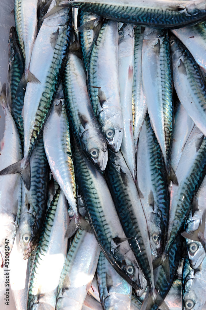 Obraz premium fishermans catch of fresh mackerel