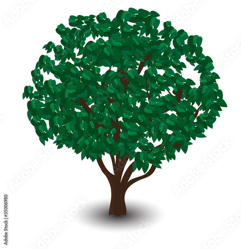 Vector abstract green tree and shadow.  White area