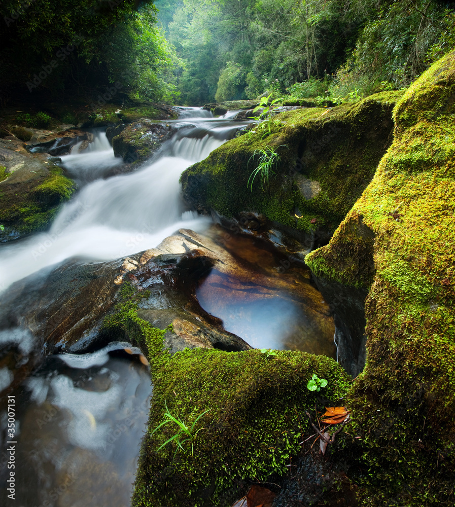 Fototapeta premium Lush Rain Forest Waterfall on Chattooga River