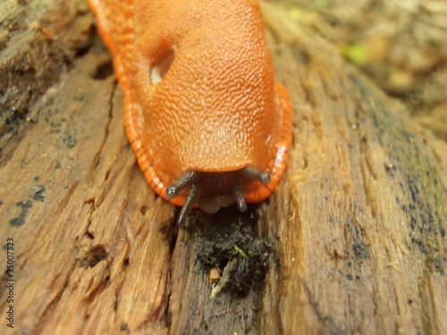 Limace orange sur souche photo