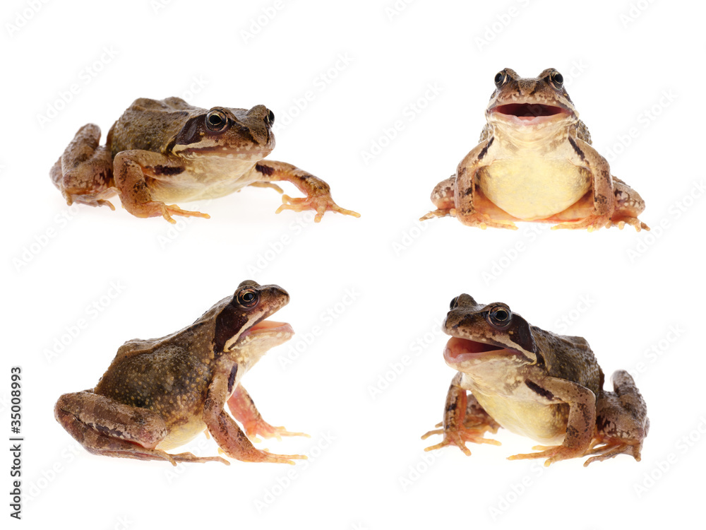 Obraz premium Photo set of common european frog