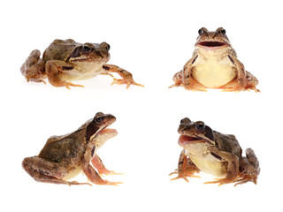 Wandcirkels Kikker Europese kikker fotocollage in natuur  © JGade