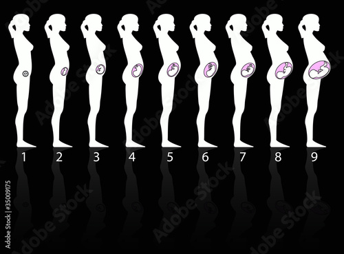pregnancy stages with fetus stages