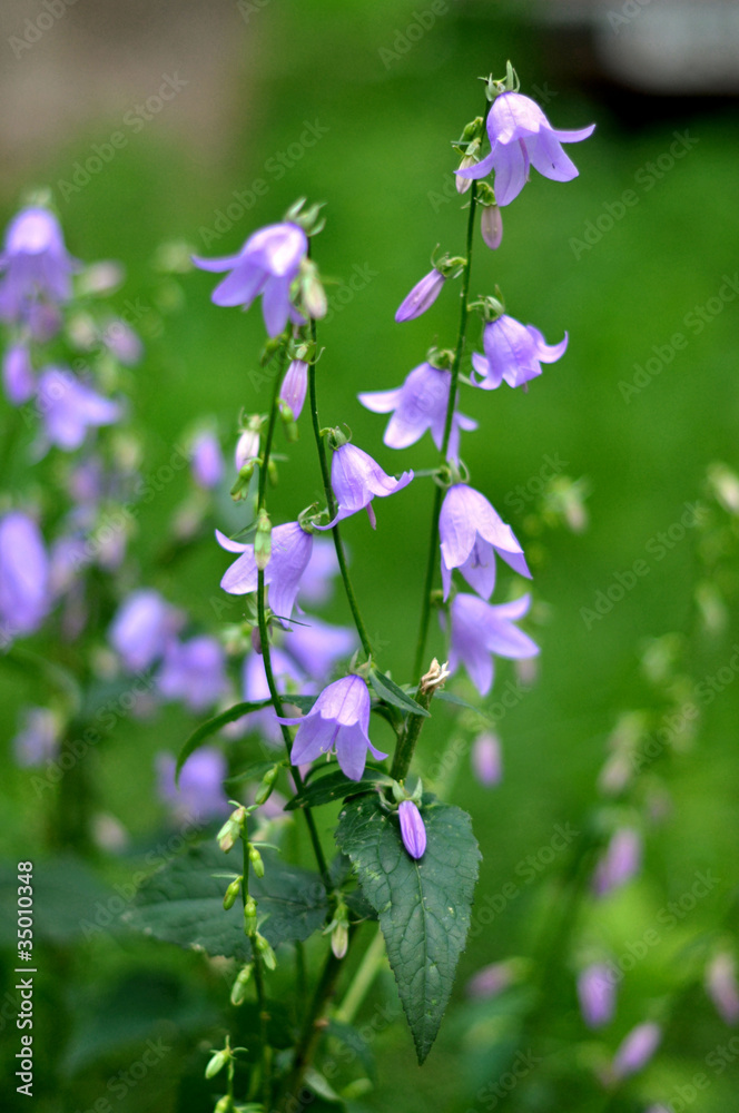 bluebell, campanula bluebell, campanula