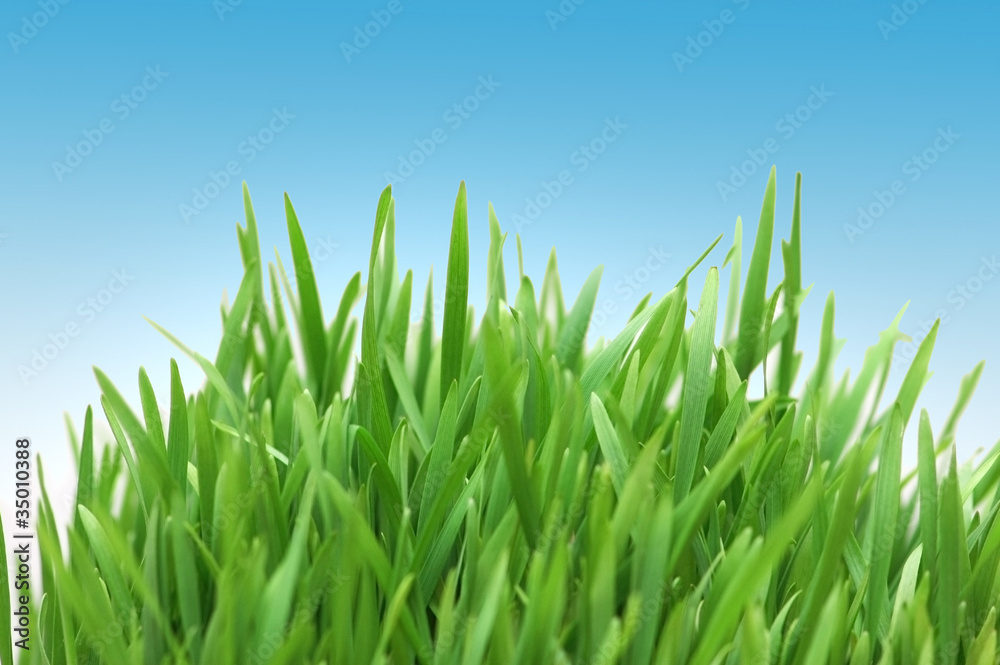 Green grass against blue sky Green grass against blue sky
