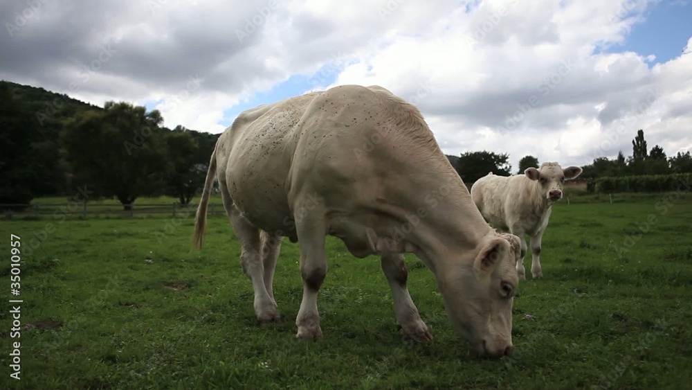 Vache et veau dans un champ