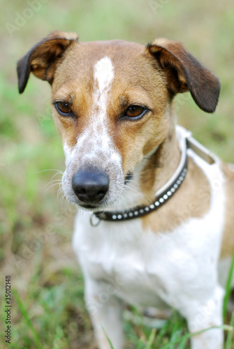 Jack Russell Terrier © Kitty