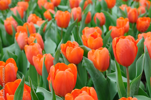 Orange tulips