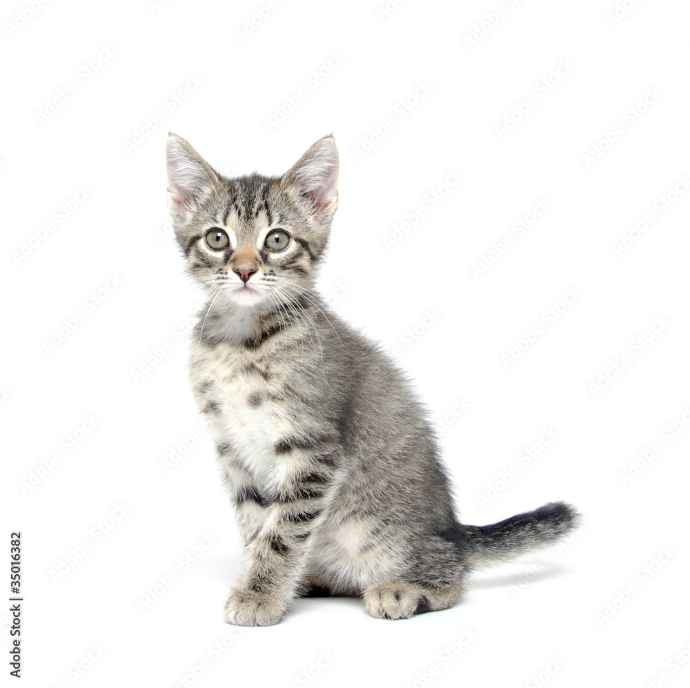 Fototapeta premium Cute tabby kitten on white