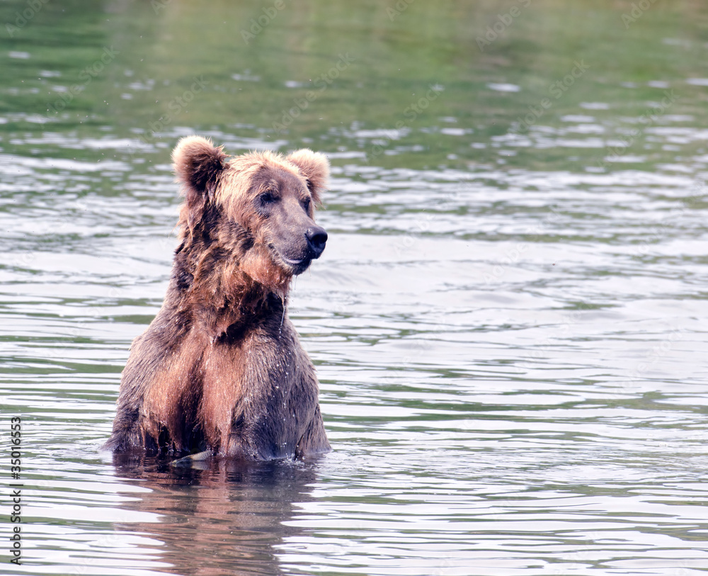 Large brown bear in the water Large brown bear in the water
