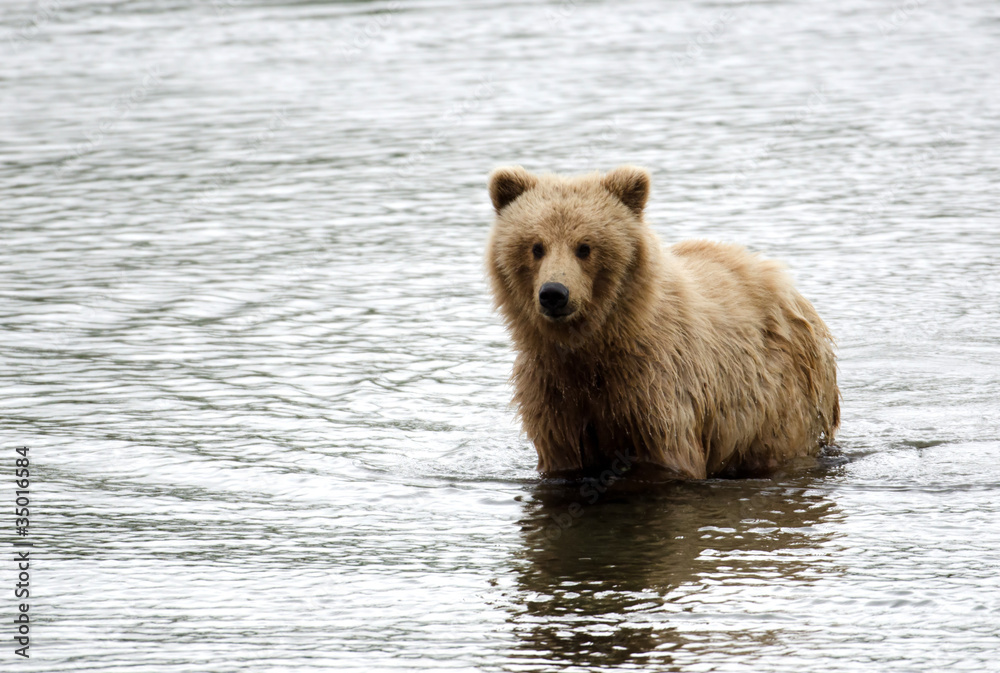 Alaskan brown bear swimming in a pond