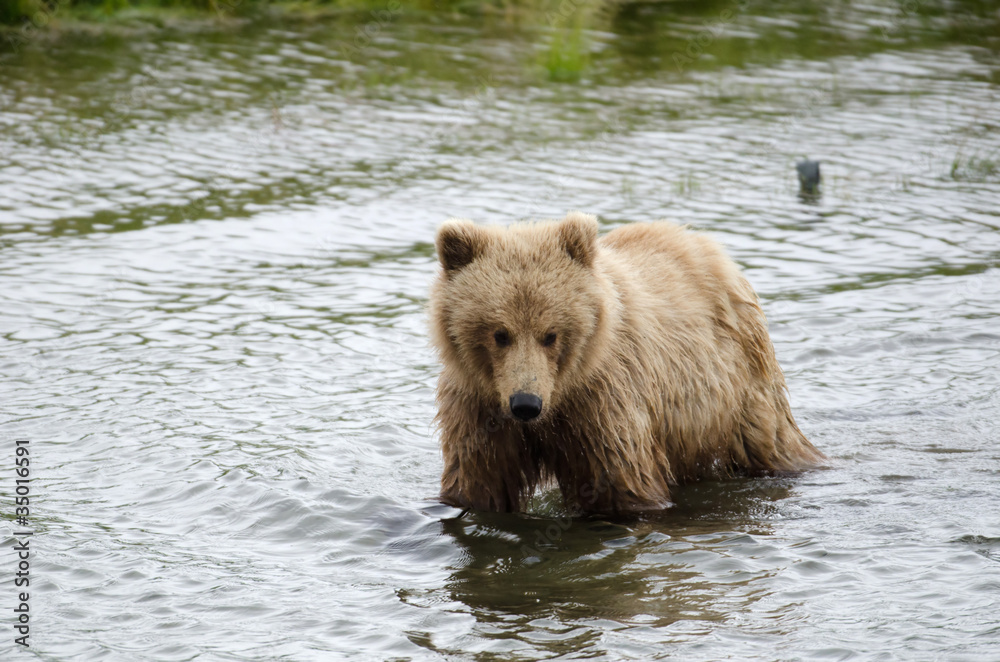 Grizzly bear standing in water