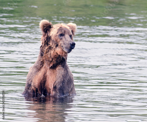 Large brown bear in the water