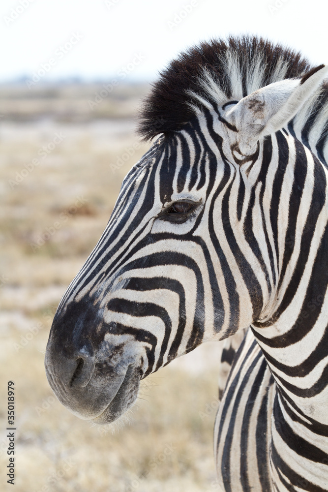 Steppenzebra, Equus Quagga, Portrait Steppenzebra, Equus Quagga, Portrait