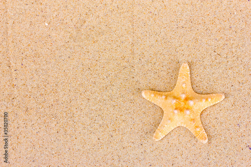 beautiful starfish on sand