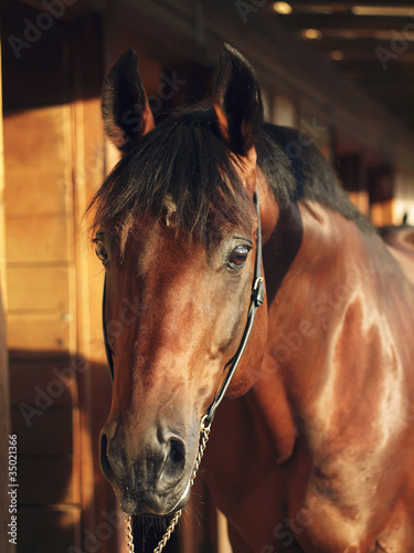 portrait of bay horse in stable