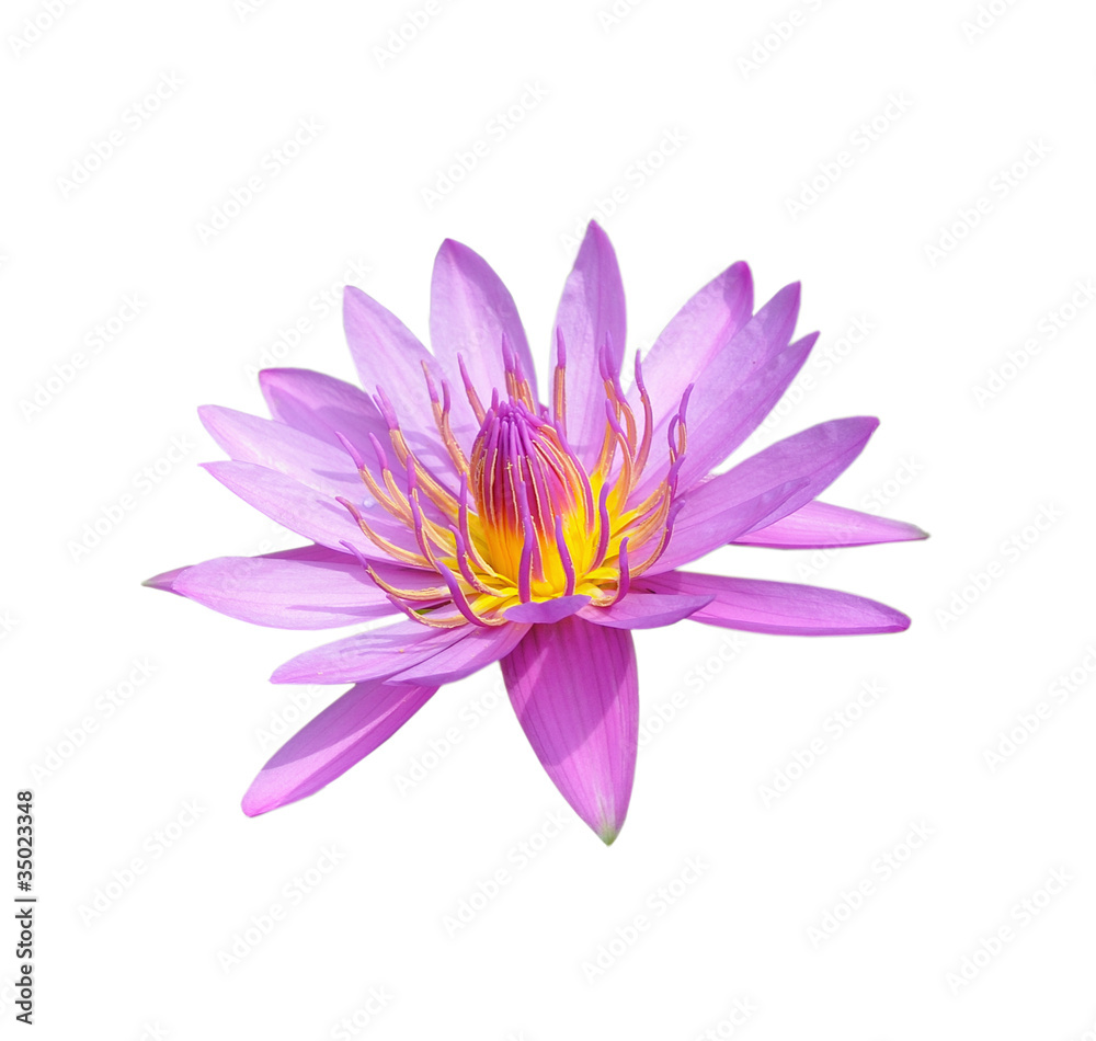a lotus flower isolated on white