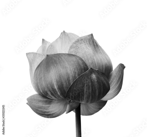 Lotus flower in black and white isolated on white background
