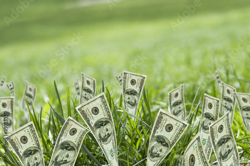 100 dollar bills growing in grass photo