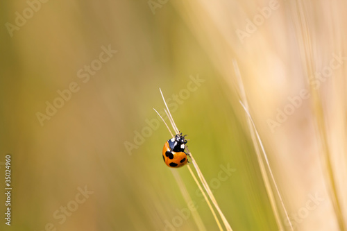 Ladybird on a Leaf © spacezerocom