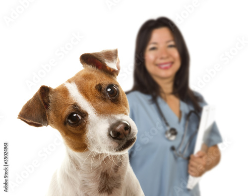 Jack Russell Terrier and Fe...