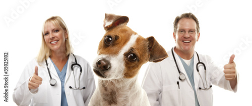 Fototapeta Naklejka Na Ścianę i Meble -  Jack Russell Terrier and Veterinarians Behind