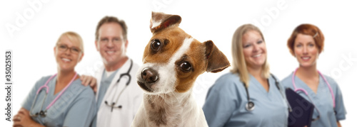Jack Russell Terrier and Veterinarians Behind photo