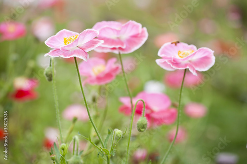 poppy of pink color