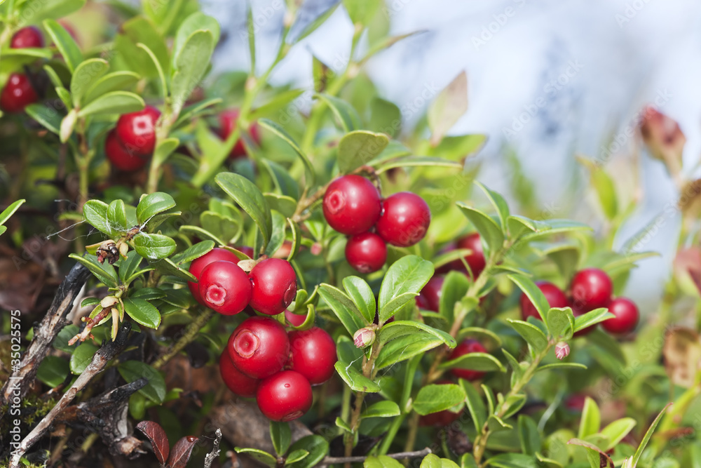 Cowberries, macro photo