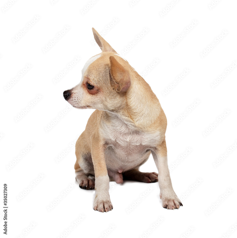 portrait of a cute purebred puppy chihuahua in front of white ba