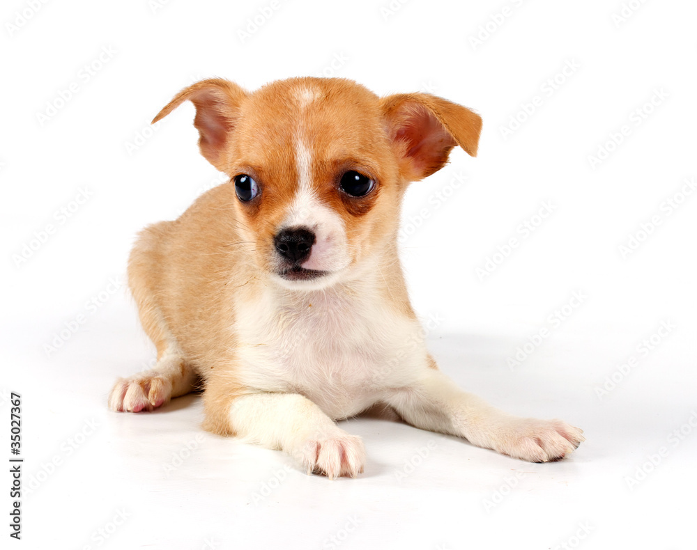 Funny puppy Chihuahua poses