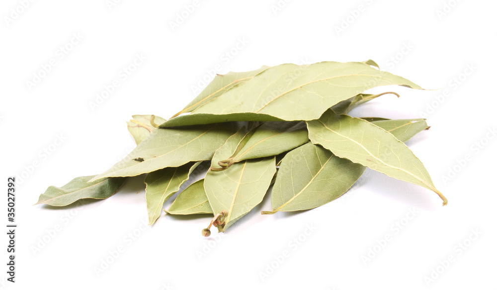 laurel leaves isolated on white