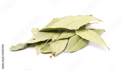 laurel leaves isolated on white