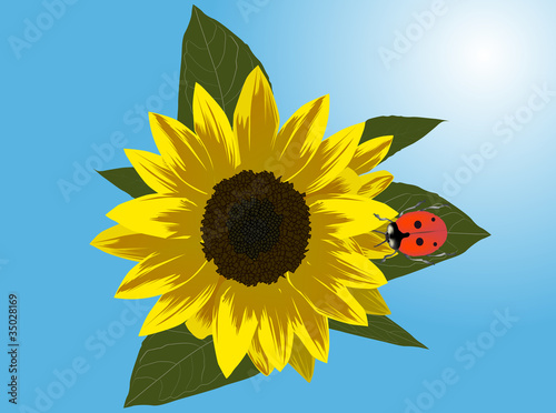 red ladybug on yellow sunflower