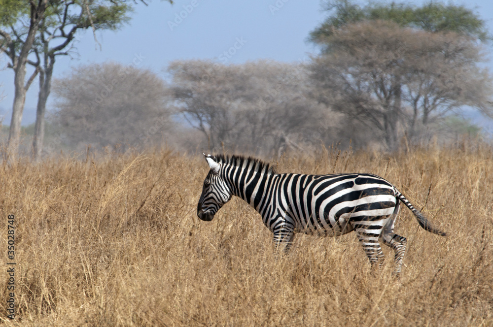 Obraz premium running zebra