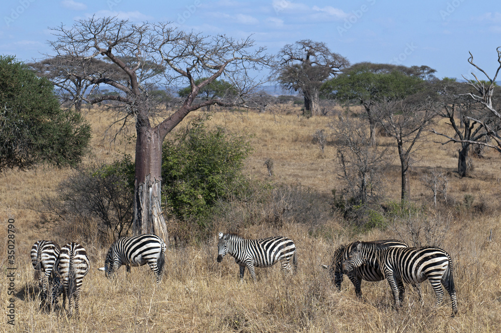 Obraz premium zebras under baobabs