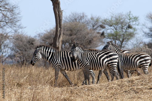 walking zebras