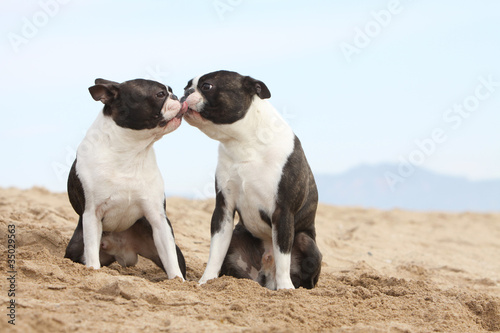 deux boston terriers s'embrassent photo