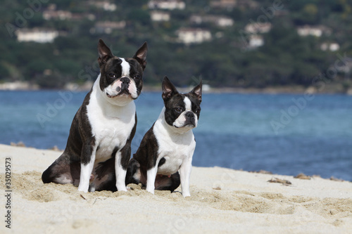 maman boston terrier et son petit assis sur la plage © Dogs